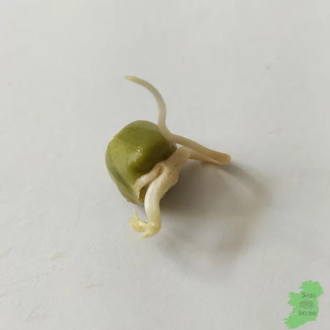 Pea Green Sprout Single