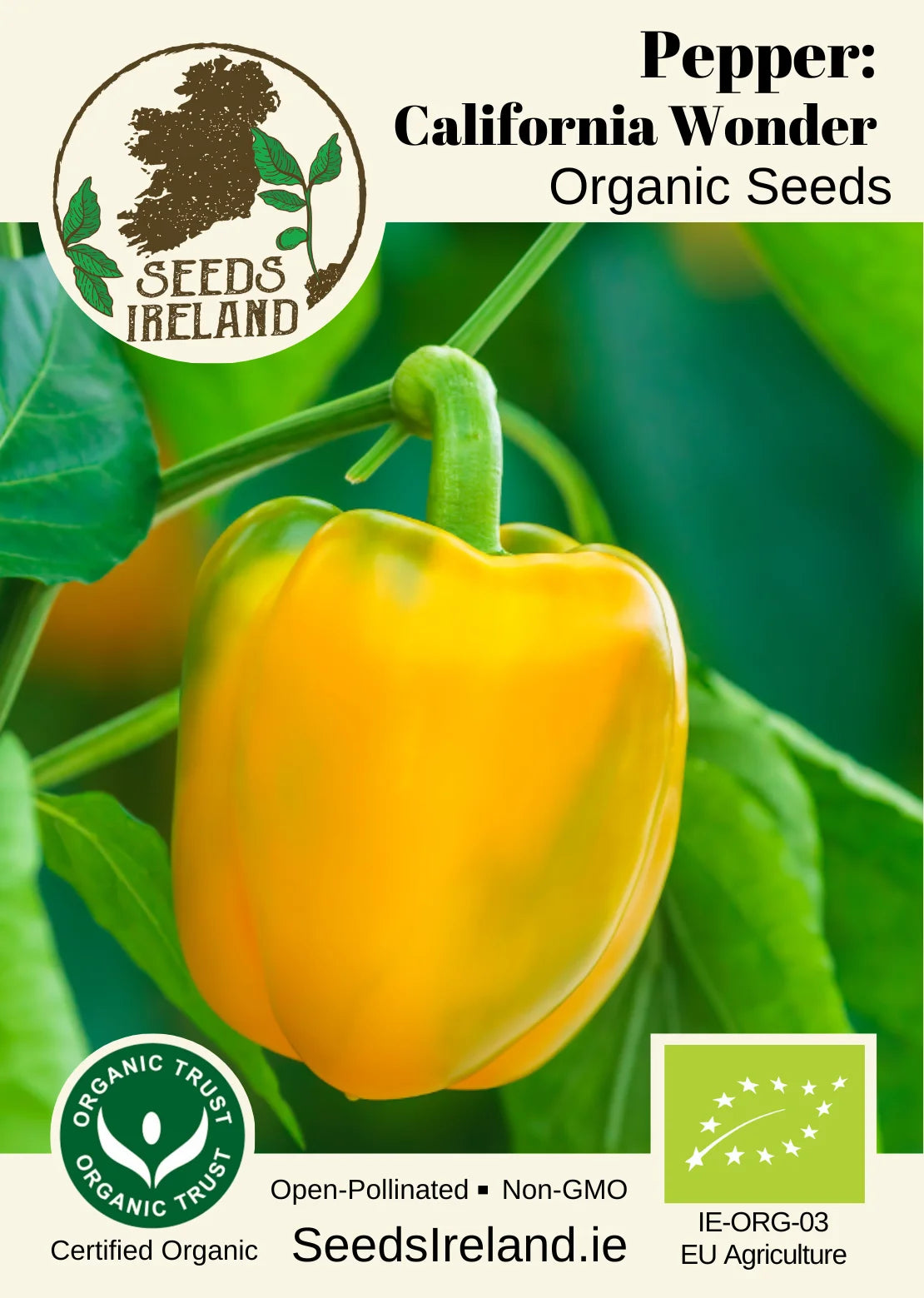 Pepper: California Wonder Orange Bell Pepper Organic Seed
