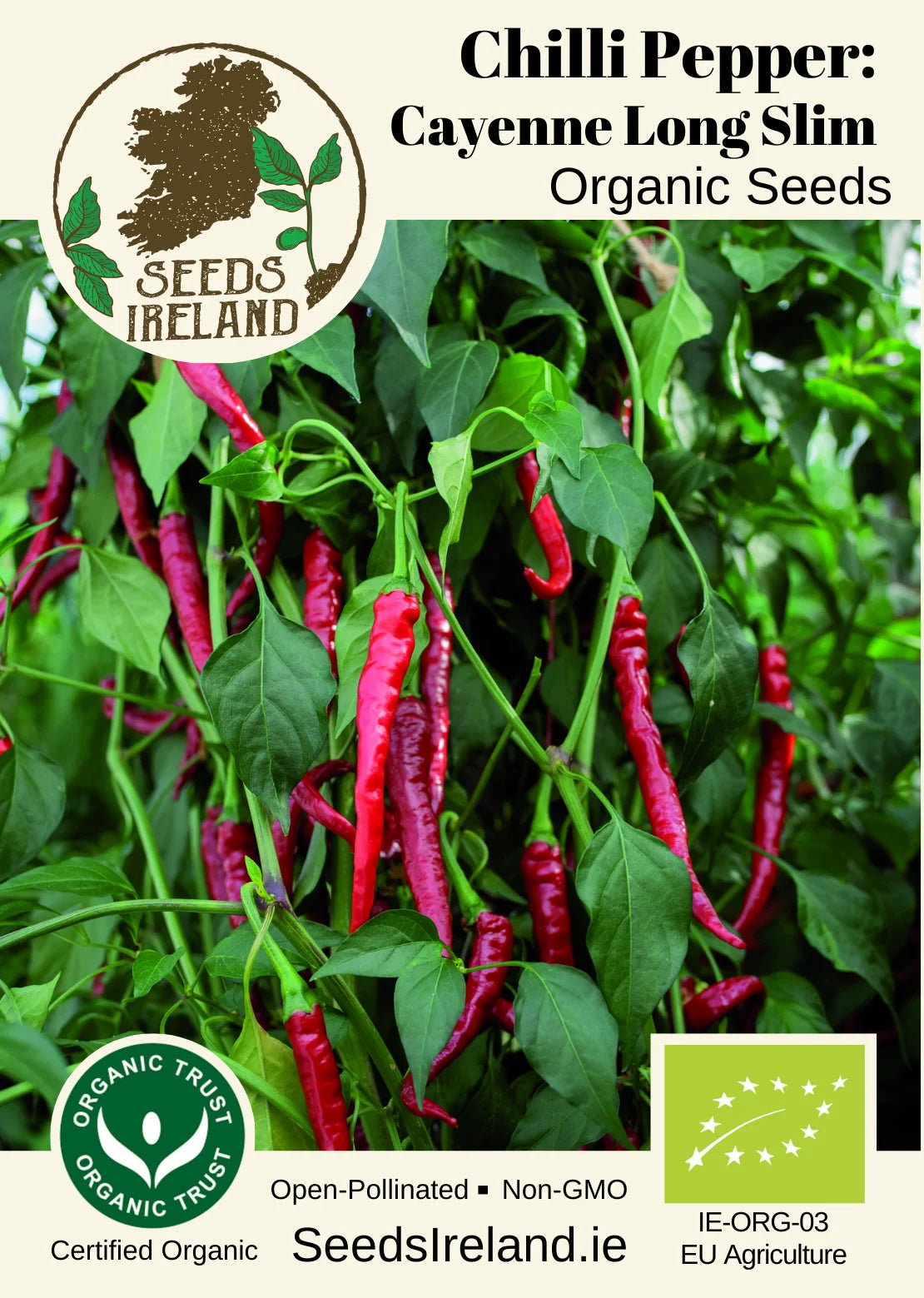Chilli Pepper: Cayenne Long Slim Organic Seed