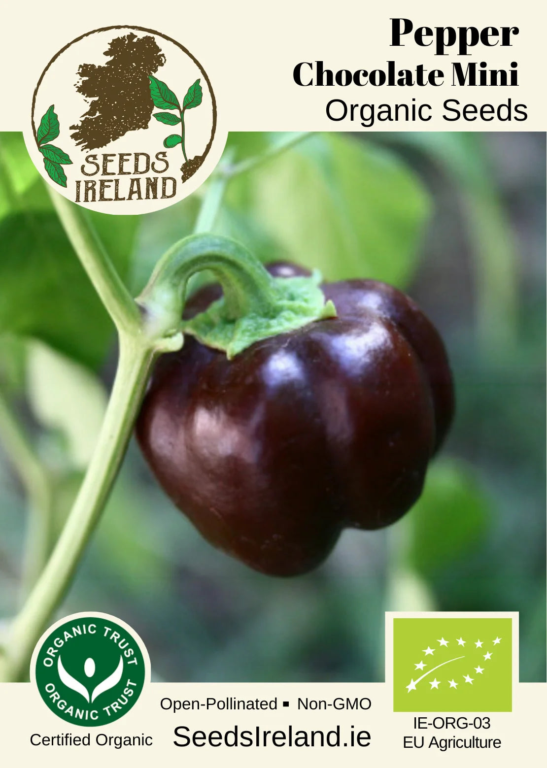 Pepper: Chocolate Mini Organic Seed