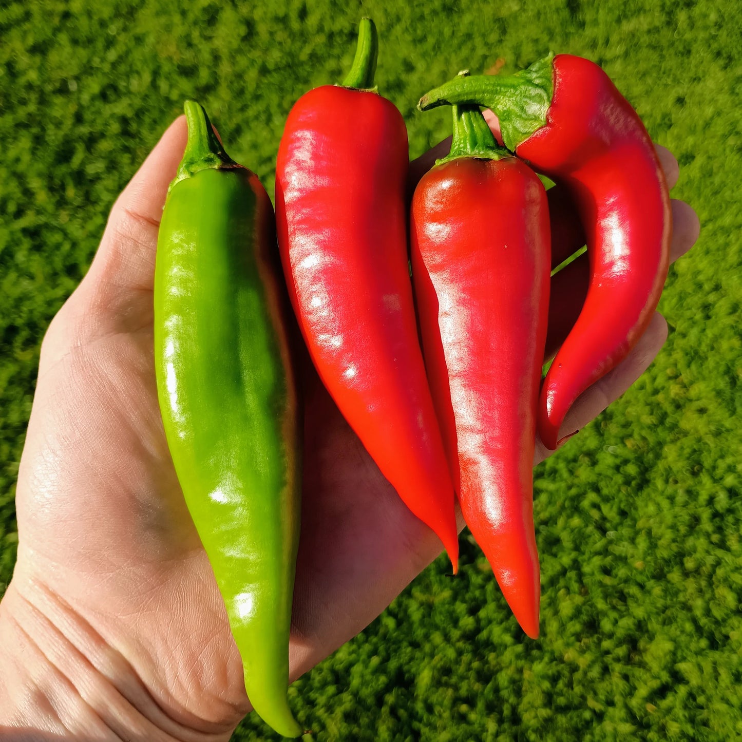 Pepper: Cornetto Organic Seed