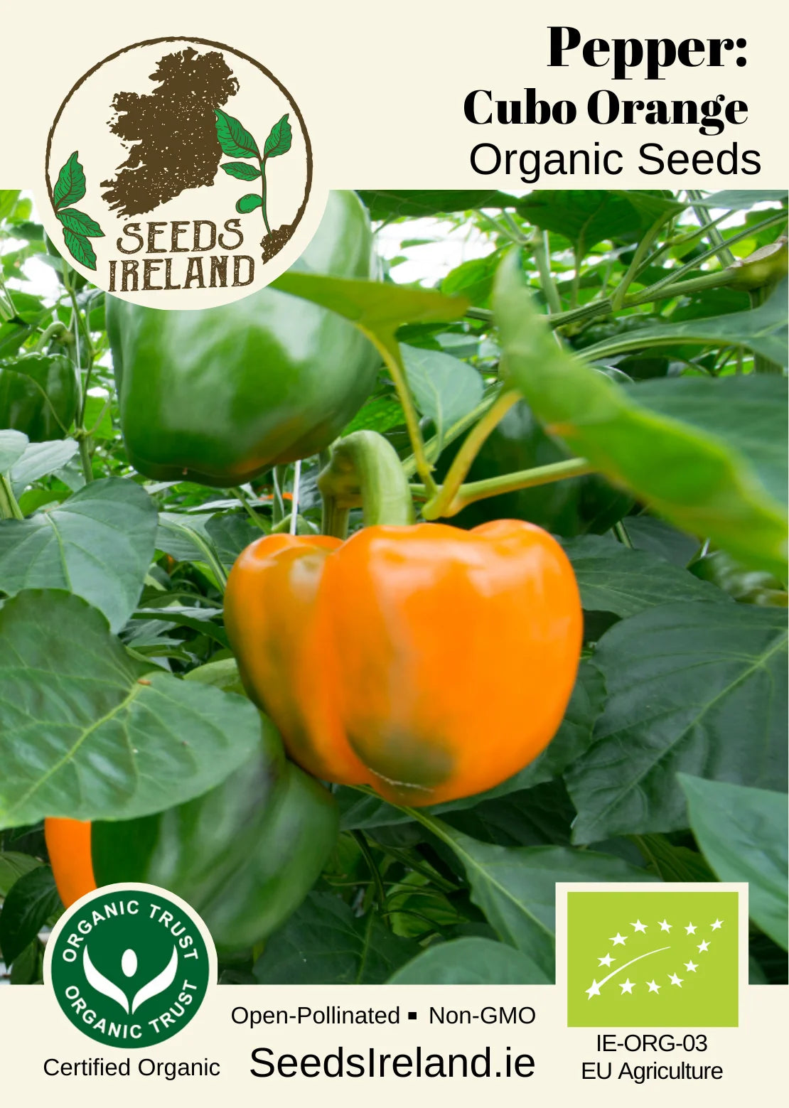 Pepper: Cubo Orange Organic Seed