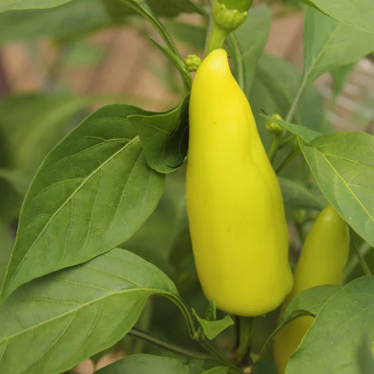 Pepper Hungarian Yellow Hot Wax