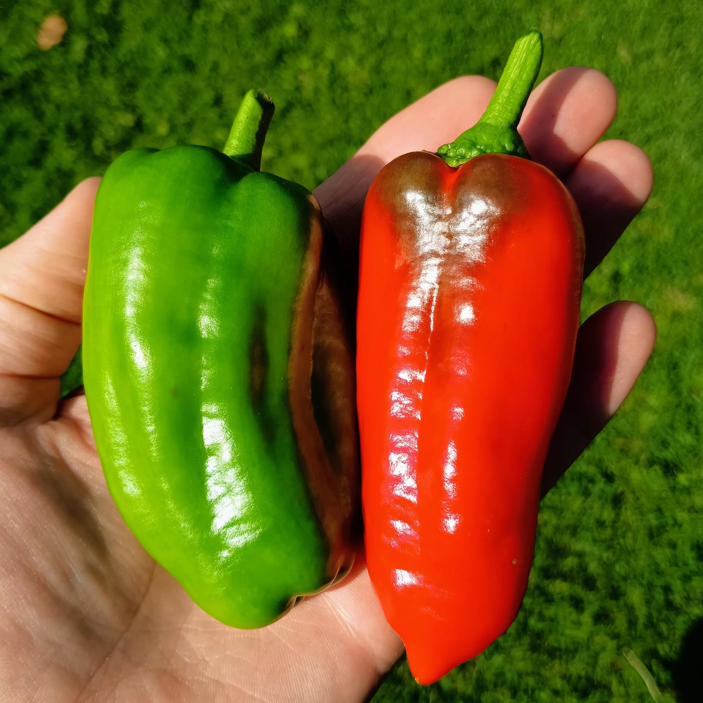 Pepper: Jubilandska - Red Bell Pepper Organic Seed