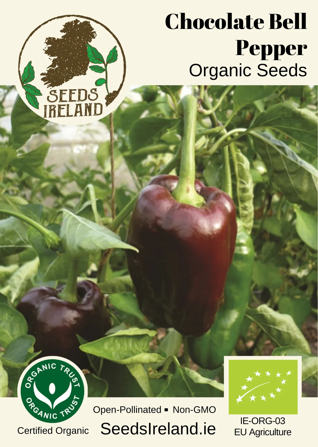 Pepper: Chocolate Bell Pepper Organic Seed