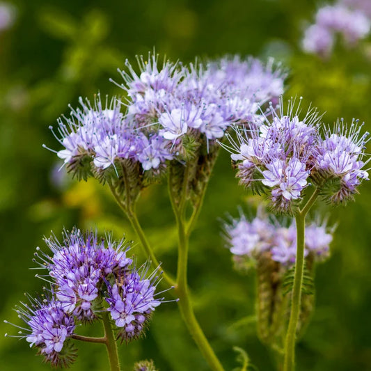 Phacelia