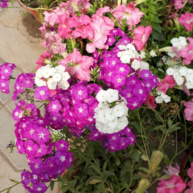 Drummond's Phlox Organic Seed