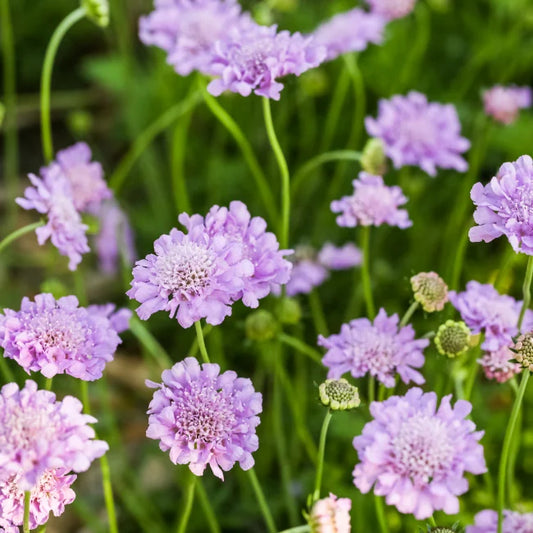 Pincushion Flower