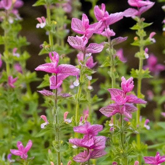 Pink Annual Sage 2