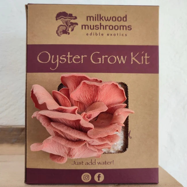 Pink Mushroom Grow Kit