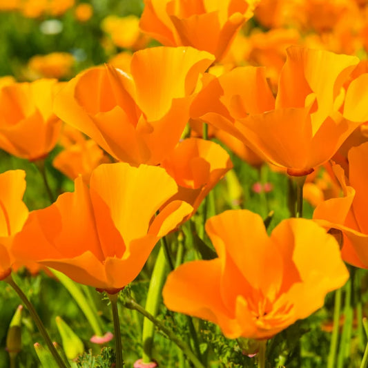 Poppy California