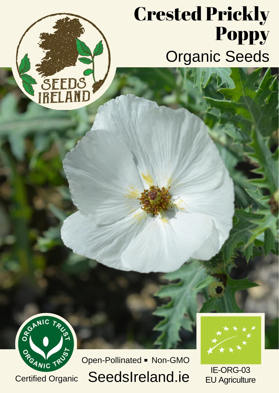 Crested Prickly Poppy Organic Seed
