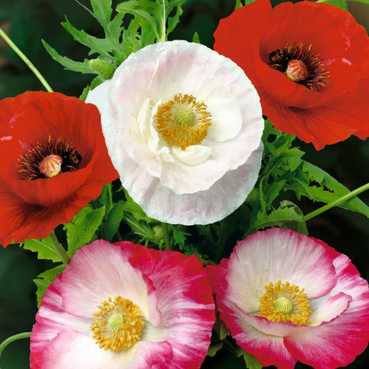 Poppy: Mixed Organic Seed