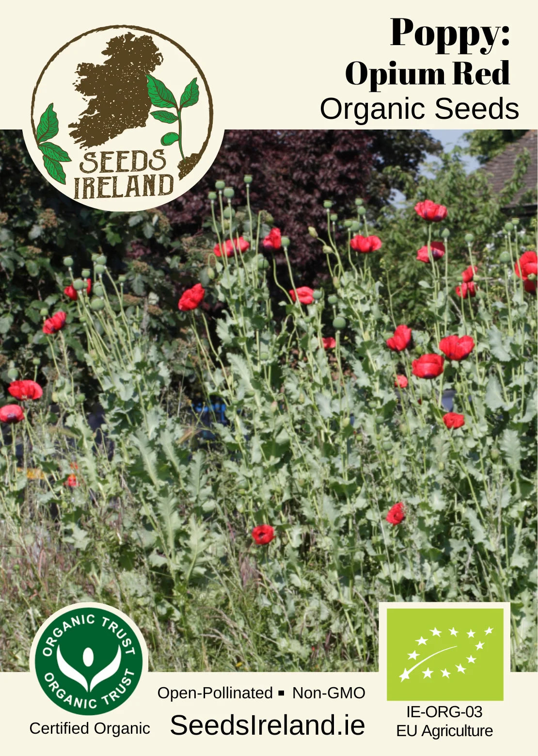Poppy: Opium Red Organic Seed
