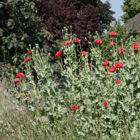 Poppy Opium Red