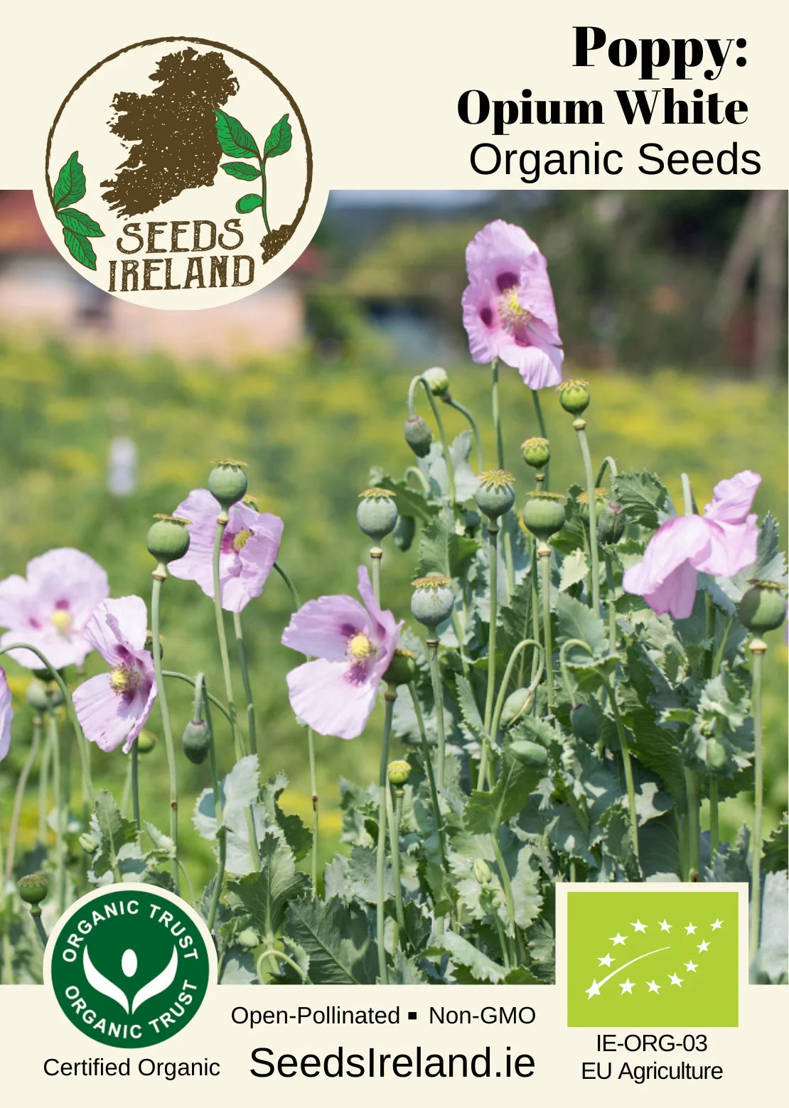 Poppy: Opium White Organic Seed