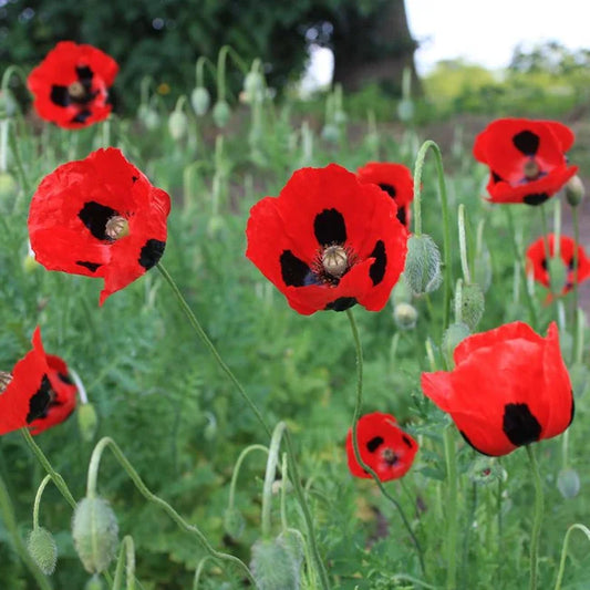Poppy Pierrot