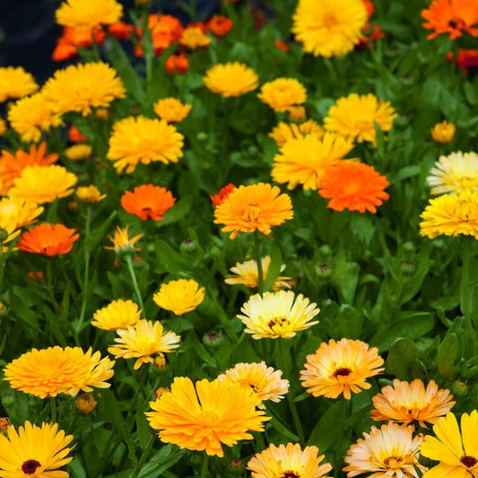 Pot Marigold Pacific Beauty