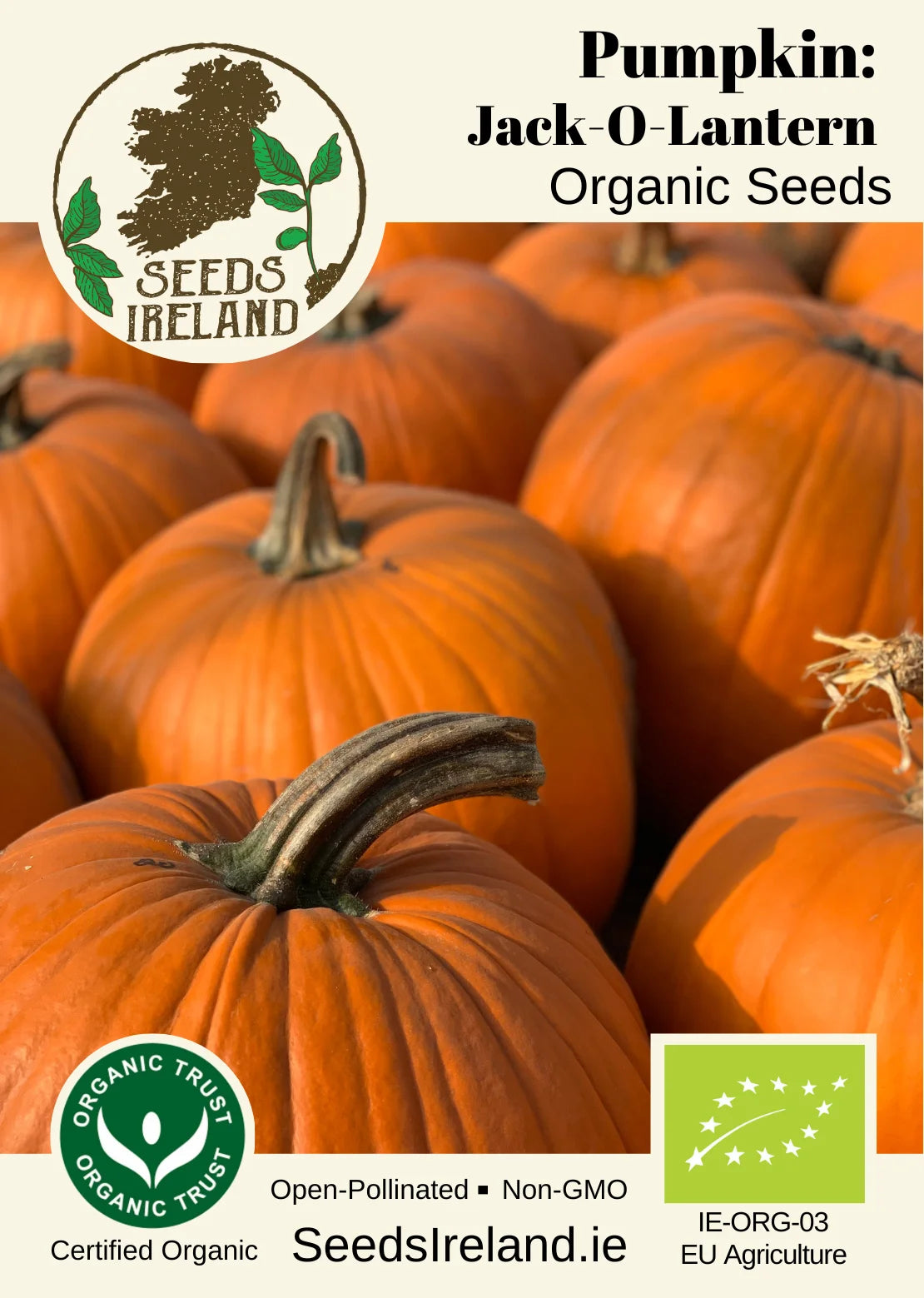 Pumpkin: Jack-O-Lantern Organic Seed