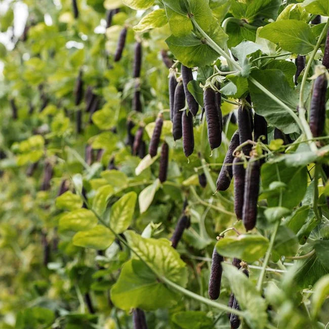 Purple Podded Pea: Blauwschokker Organic Seed