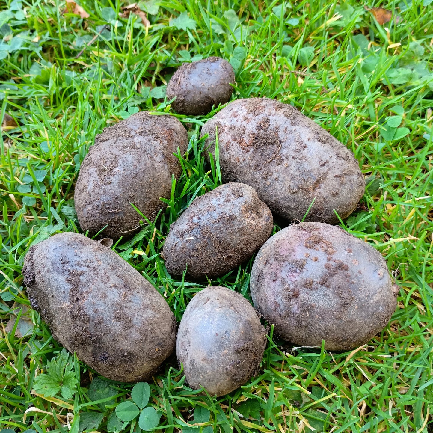 Seed Potatoes: Purple Rain (This product & any other product bought along with it will be delivered to you in mid February 2025)