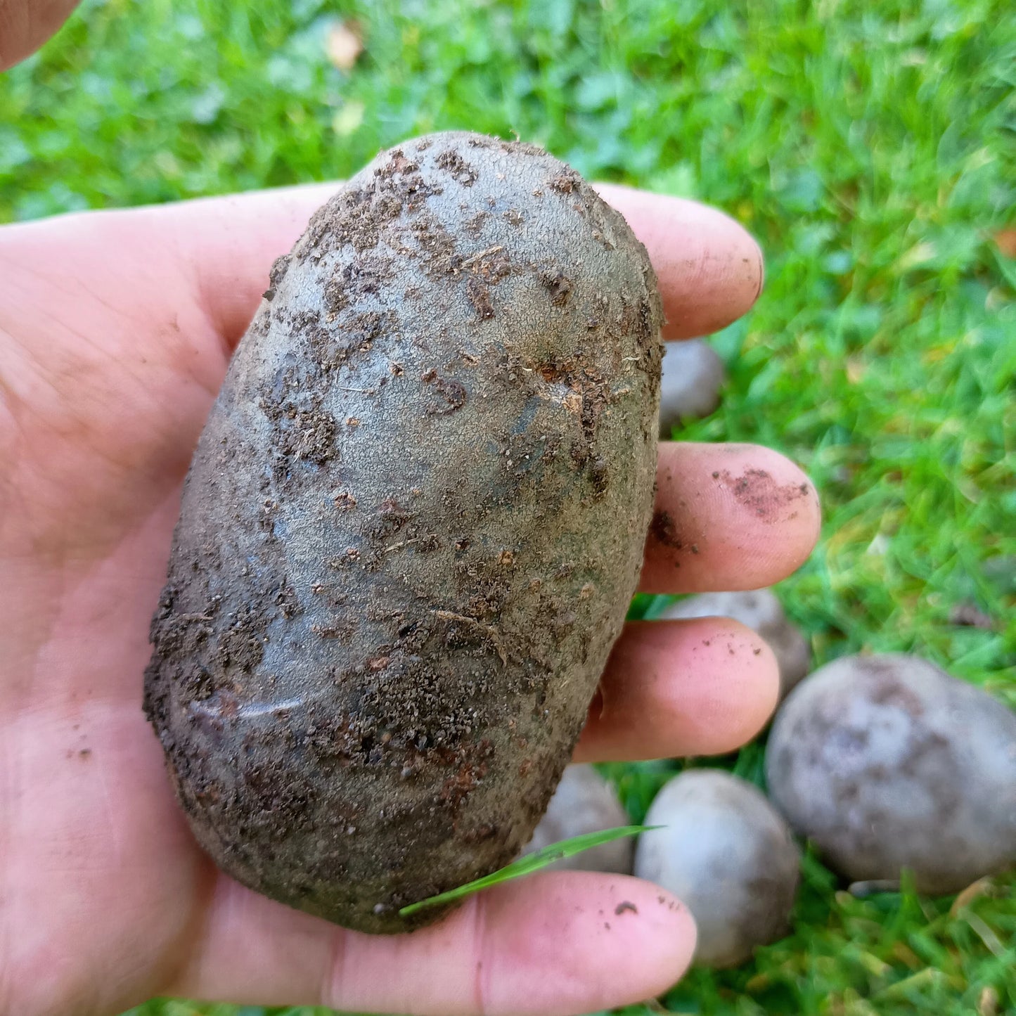 Seed Potatoes: Purple Rain (This product & any other product bought along with it will be delivered to you in mid February 2025)