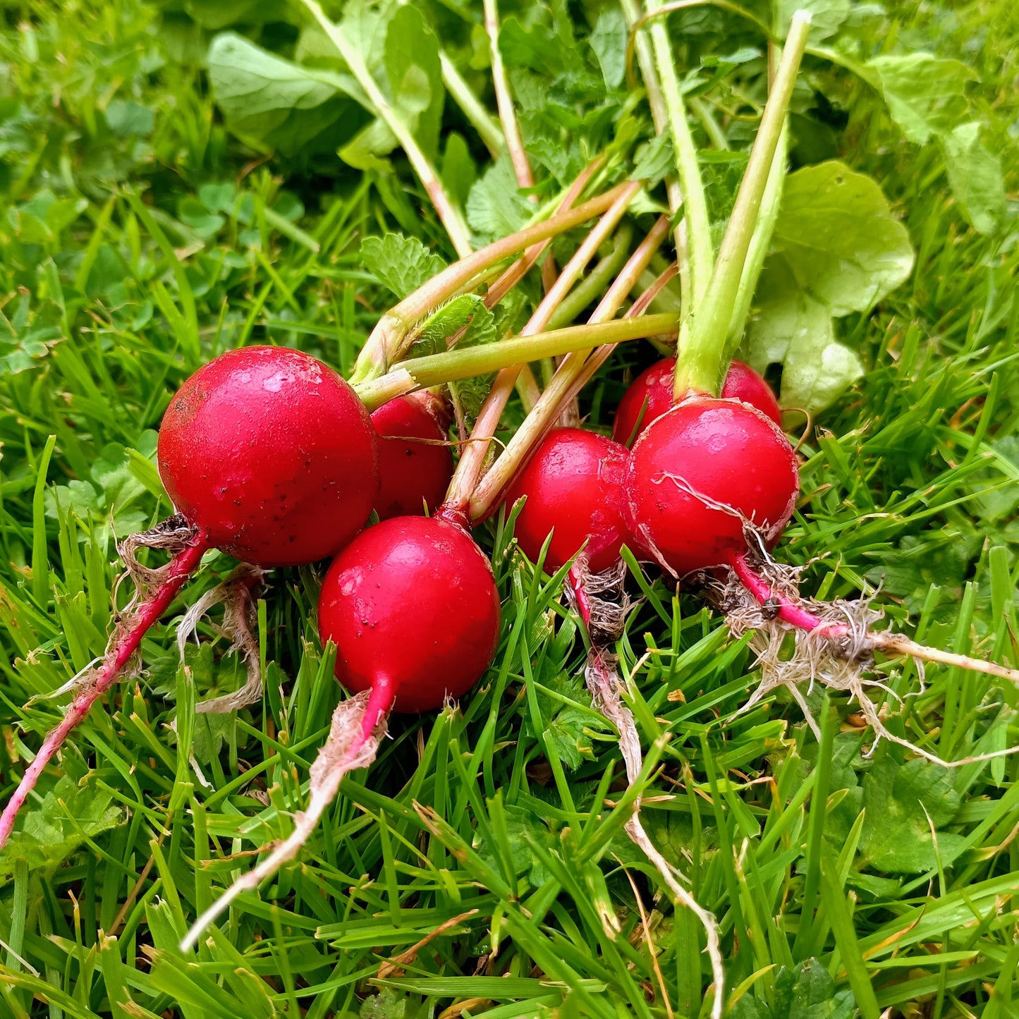 Radish: Cherry Belle Organic Seed