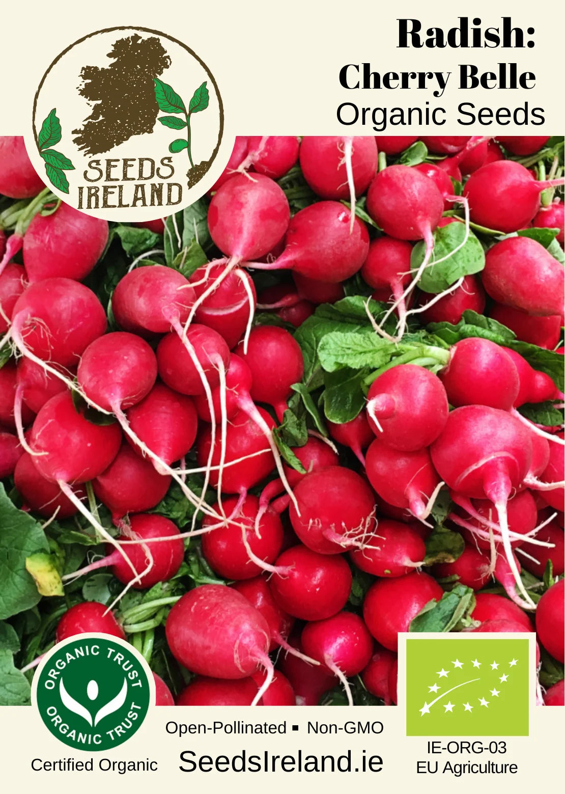 Radish: Cherry Belle Organic Seed