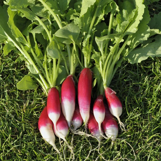 Radish French Breakfast