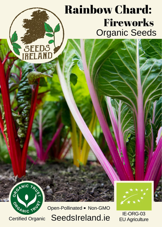 Rainbow Chard: Fireworks Organic Seed