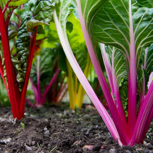 Rainbow Chard