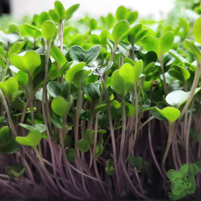 Red Cabbage Microgreens