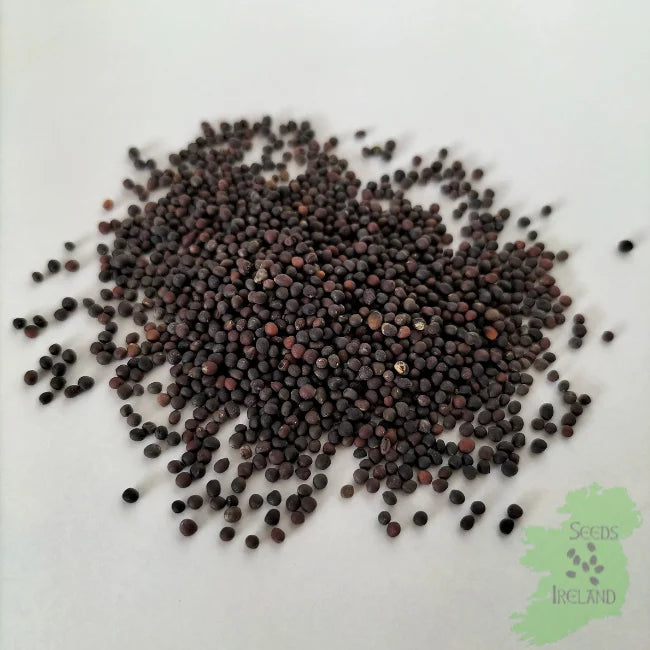 Red Cabbage Seed