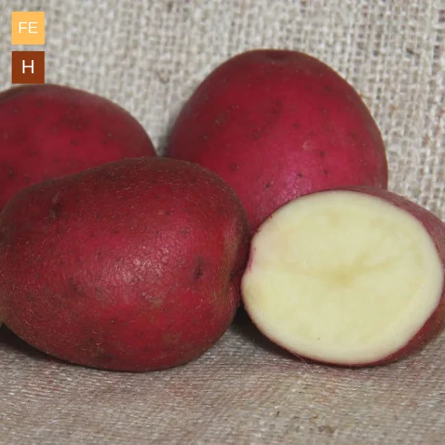 Seed Potatoes: Red Duke Of York