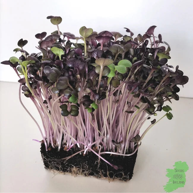 Organic Red Rambo Radish Microgreens Seeds Ireland | Vulcano Radish