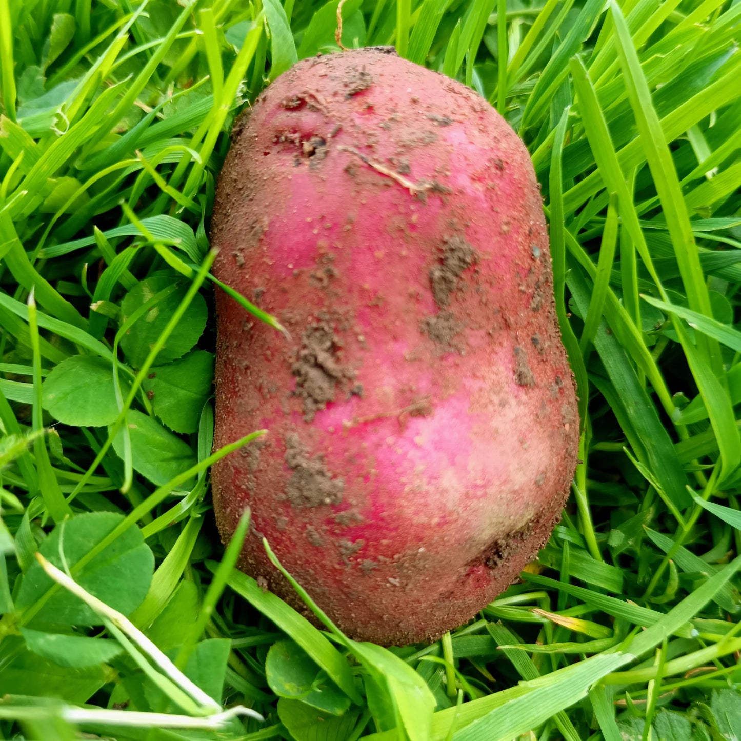 Seed Potatoes: Red Duke Of York (This product & any other product bought along with it will be delivered to you at the start of February 2026)