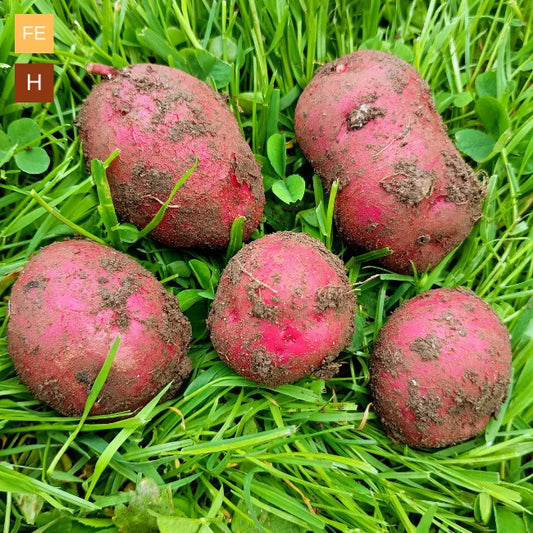 Seed Potatoes: Red Duke Of York (This product & any other product bought along with it will be delivered to you at the start of February 2026)