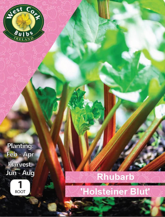 Rhubarb Root: Holsteiner Blut