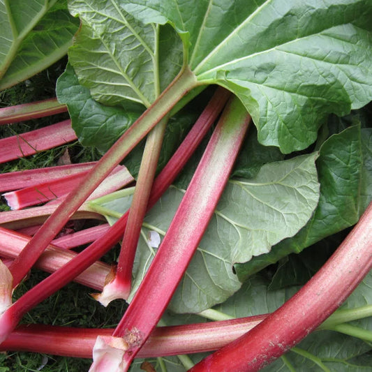 Rhubarb Victoria