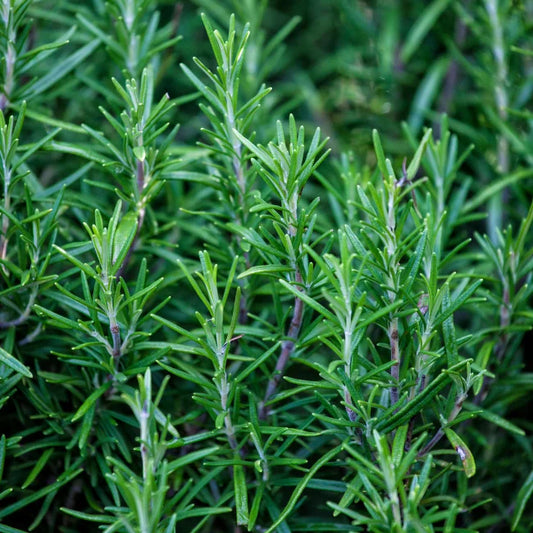 Rosemary