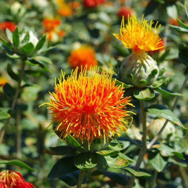 Safflower