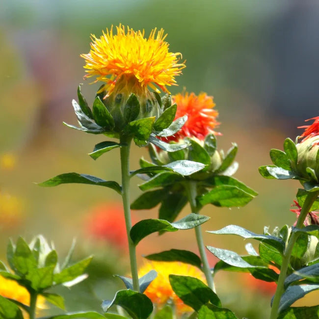 Safflower