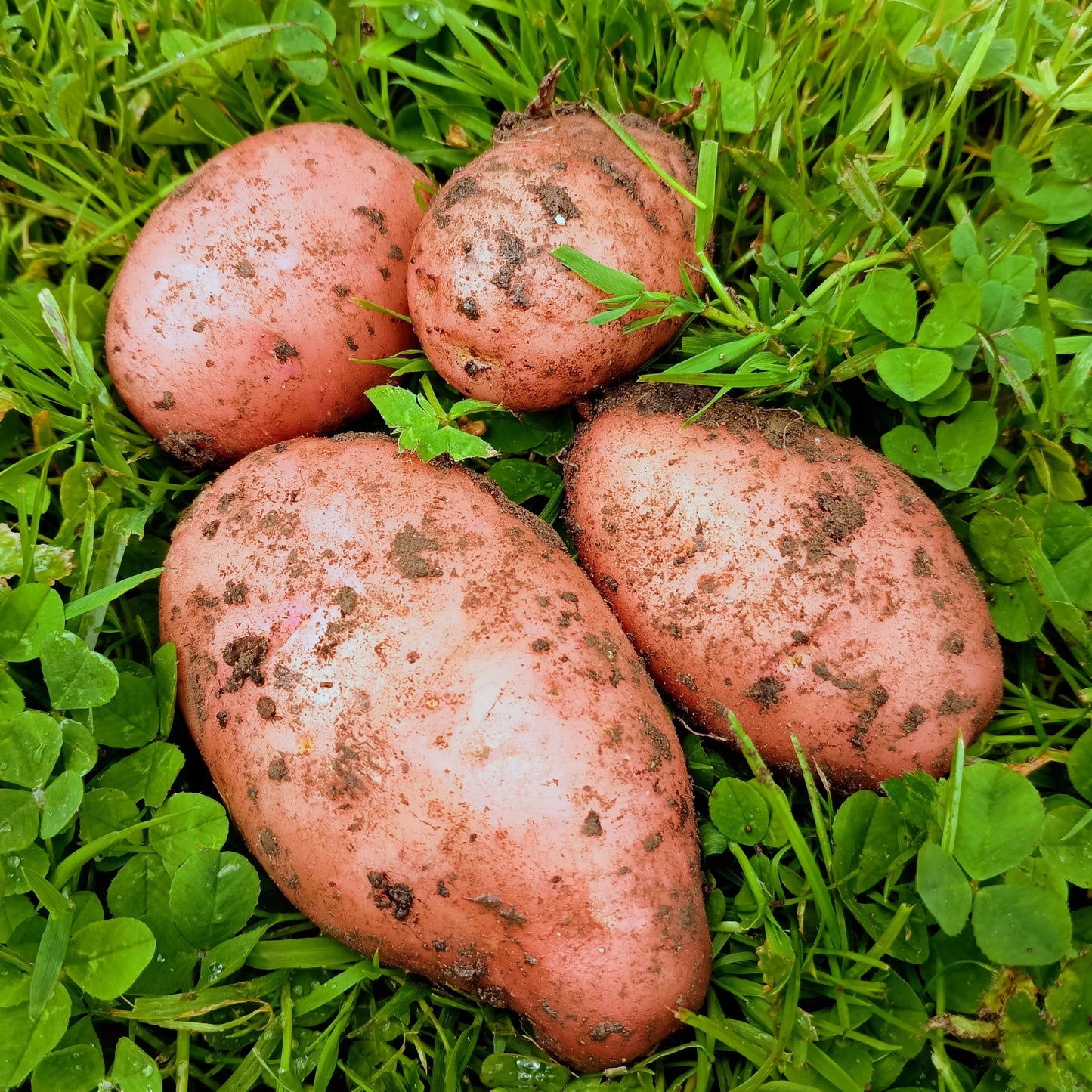 Seed Potatoes: Sarpo Mira (This product & any other product bought along with it will be delivered to you at the start of February 2026)