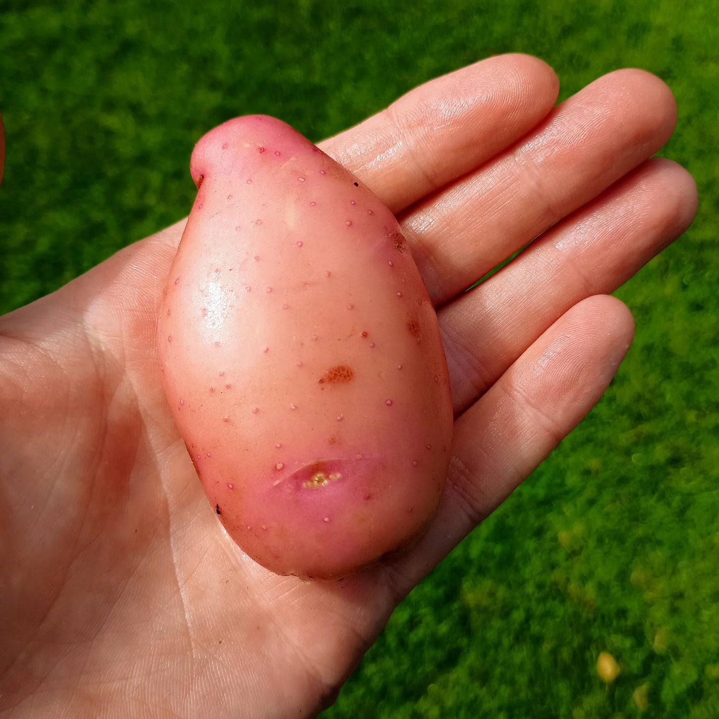 Seed Potatoes: Sarpo Mira (This product & any other product bought along with it will be delivered to you at the start of February 2026)