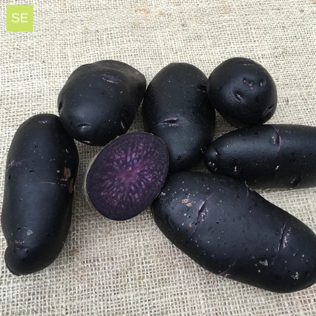 Seed Potato Purple Rain
