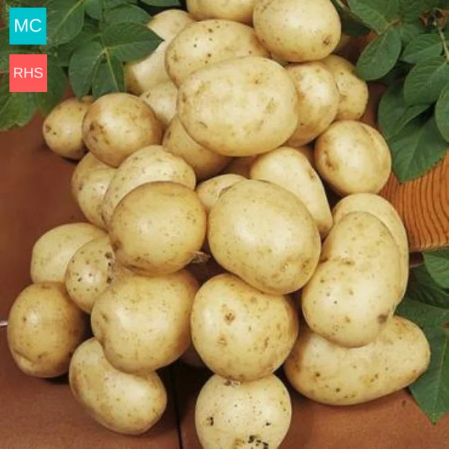 Seed Potatoes Navan