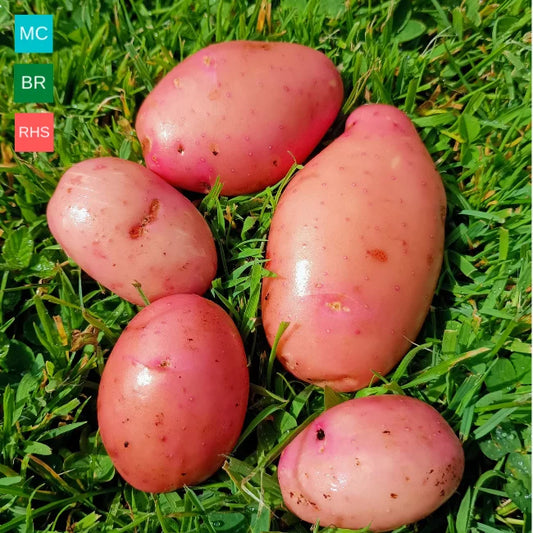 Seed Potatoes: Sarpo Mira (This product & any other product bought along with it will be delivered to you at the start of February 2026)