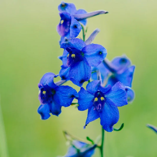 Siberian Larkspur