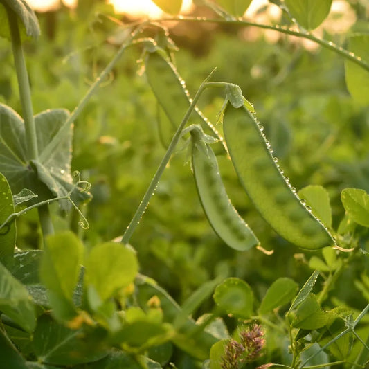 Snow Pea Norli