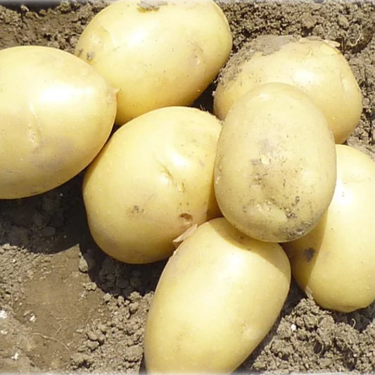 Seed Potatoes: Solist - Autumn Planting For Christmas Harvest (This Product & Any Other Product Bought Along With It Will Be Delivered To You At The Beginning Of August 2025)